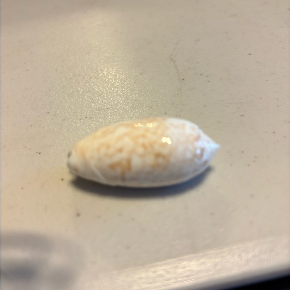 Lettered Olive sea shell. Cream and Tan Seashell